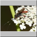 Exetastes adpressorius - Schlupfwespe m01b 9mm - OS-Hasbergen Lehmwiese det06.jpg